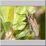 Empis sp - Tanzfliege 02d.jpg